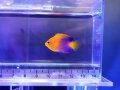 【2025夏レアSALE】レンテンヤッコベビー（カミハタブリード）