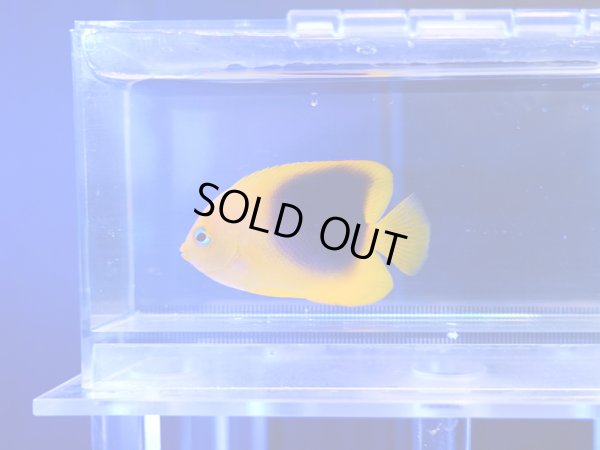 画像1: ロックビューティーS