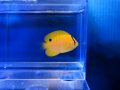 シテンヤッコ幼魚
