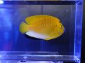 シテンヤッコMS
