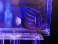 ワヌケヤッコ半成魚