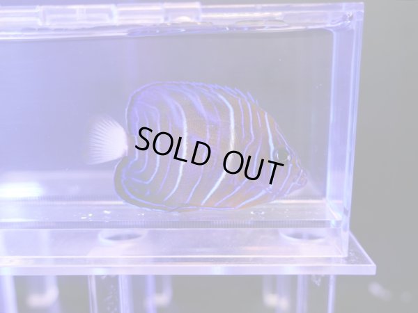 画像1: ワヌケヤッコ幼魚