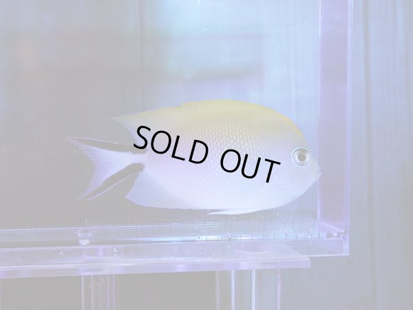 画像1: ヤイトヤッコメス