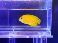 ヘラルドヤッコ01