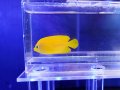 ヘラルドヤッコ02