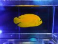 ヘラルドヤッコ02