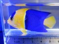 ソメワケヤッコ02