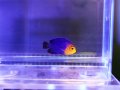 チェルブピグミーエンゼル01