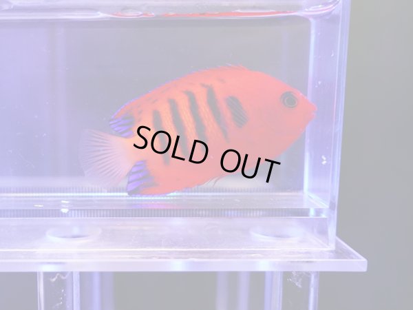 画像1: クリスマスフレームエンゼル03