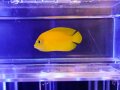 ヘラルドヤッコ02
