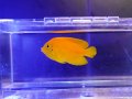 ヘラルドヤッコ03