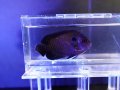 メニースパインドエンゼル