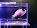マルチカラーピグミーエンゼル