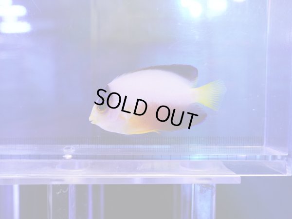 画像1: マルチカラーピグミーエンゼル