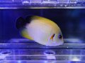レモンピール×ナメラヤッコ　ハイブリッドエンゼル01