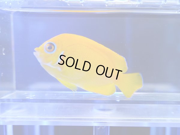 画像1: レモンピールエンゼル（フィジー）01