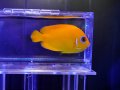 レモンピールエンゼル（マーシャル）02