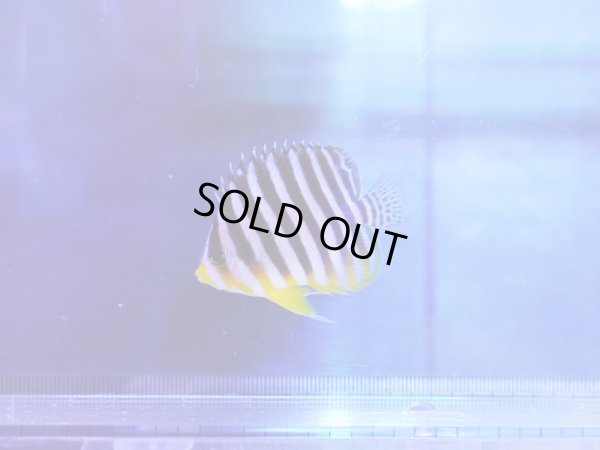 画像1: シマヤッコ（マニラ）02