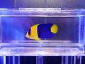 ソメワケヤッコ02