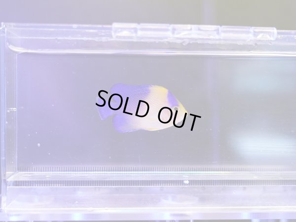 画像1: スミレヤッコ（カミハタブリード）01