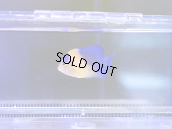 画像1: スミレヤッコ（カミハタブリード）02