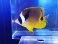 チョウハン