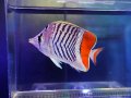 マダガスカルバタフライフィッシュ（スリランカ）
