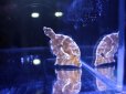 画像3: フチドリカワハギ (3)