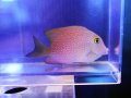 ゴールドリングアイタン
