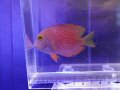 ゴールドリングアイタン