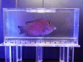 ゴールドリングアイタン