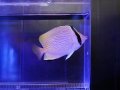 ゴマチョウ