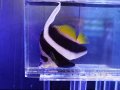 ハタタテダイM