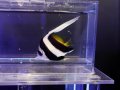 ハタタテダイSM