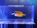 ヒフキアイゴ