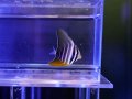 ヒレナガハギS