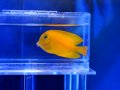 クログチニザイエロー