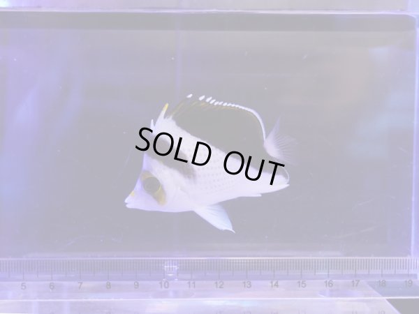 画像1: 【2025夏レアSALE】マーシャルティンカーズバタフライ