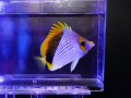 【2025夏レアSALE】マルケサンバタフライフィッシュ
