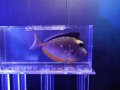 ミヤコテングハギ