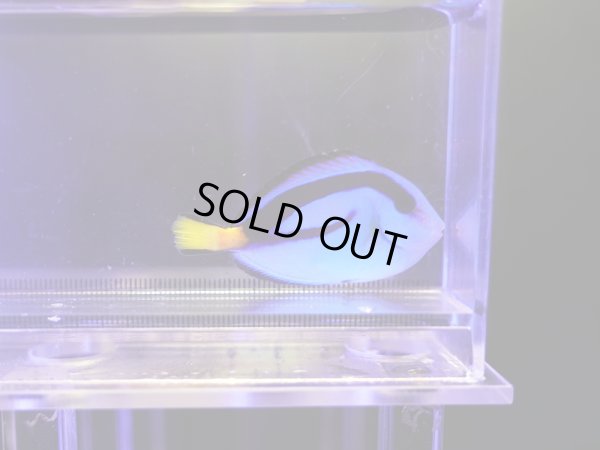 画像1: ナンヨウハギS