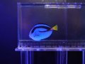 ナンヨウハギMS