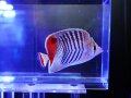 レッドバックバタフライフィッシュ