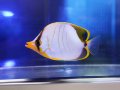 サントスバタフライフィッシュ
