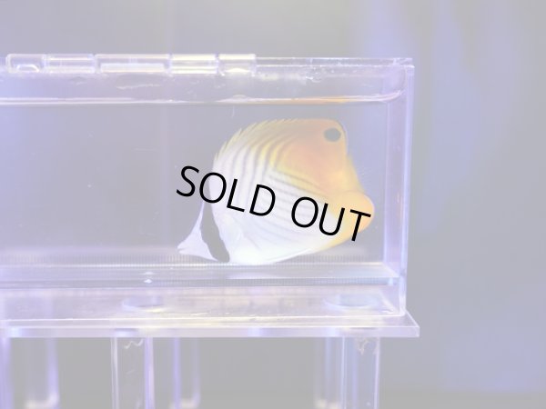 画像1: トゲチョウ