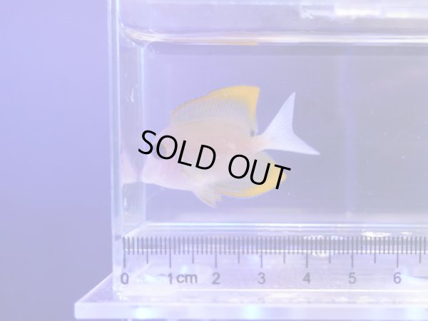 画像1: トミニエンシスタン