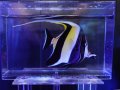 ツノダシ（沖縄）