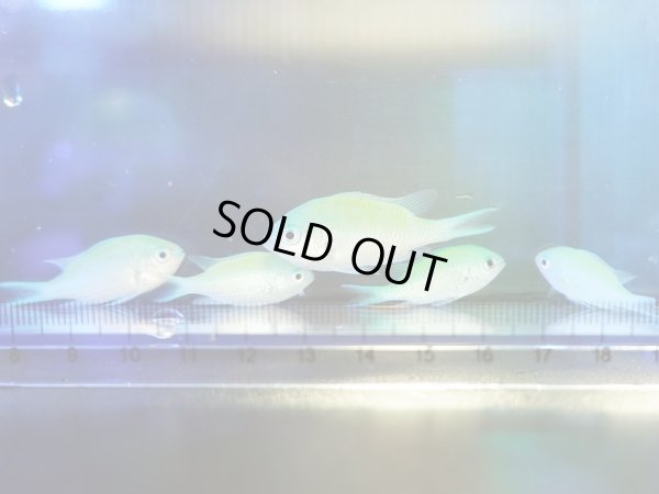 画像1: 【特価】デバスズメダイ（沖縄）5匹セット
