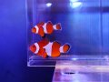 カクレクマノミ（セブ）ペア01