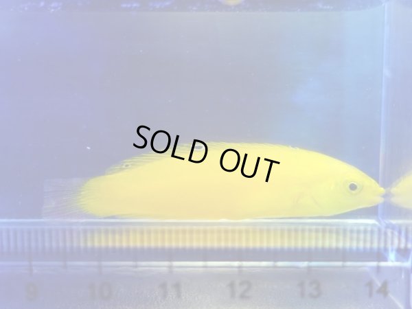 画像1: イエローコリス（コガネキュウセン）